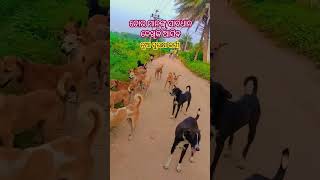 New ସୁରକ୍ଷା କର୍ମୀ #trending #dance #myfirstmy #youtube #funny #song