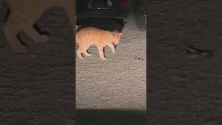 Espeluznante ataque de una serpiente a un gato