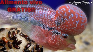 5 RAZONES por las cuales darle “gorgojo chino a tus peces” // Aqua Pipo