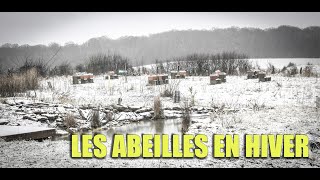 Les abeilles en hiver