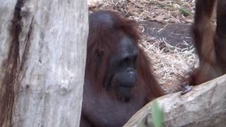 Bei Familie Utan 2 - Zoo Münster