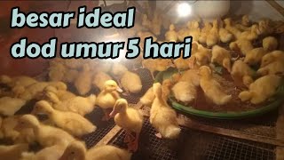 lucunya dod umur 5 hari || bebek pedaging