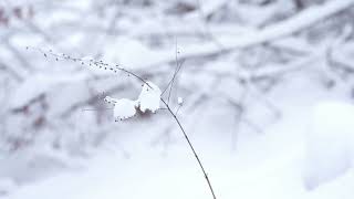 Branch Covered In Snow | FREE #NoCopyright 4k #StockFootage