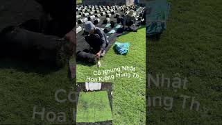 Cỏ Nhung Nhật Sang Xanh Xịn Mịn ạ #xuhuong #hoakienghungthy  #conhungnhat #cỏ_nhung_nhật