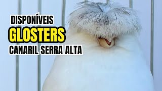 Canários GLOSTERS disponíveis no CANARIL Serra Alta