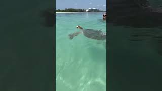 Atlantis turtle encounter