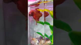 Betta fish ❤️❤️❤️