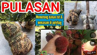 PULASAN | MEMOTONG DAHAN TUT@CANGKOK & TANAM DI POLYBAG