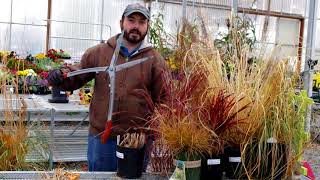 Winter Clean-Up Ornamental Grasses in a Nutshell