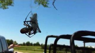 Spider eating a grasshopper 1