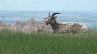 A Moment with Big Horn Sheep at Badlands National Park