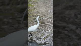 #wildlife #series  64 #beautiful  #white  #crane  bird fishing in the river