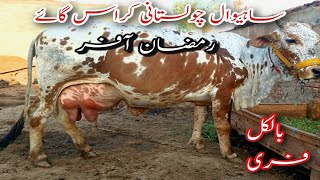 Top calss world cow|Ramzan offer|cross breed|sahiwal cholistani cross cow for sale