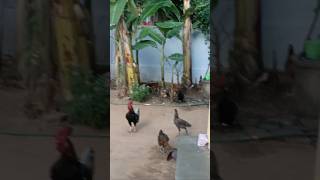 ஜூஸ் வாங்க போனான் அந்த ஓனர் என்ன ஆனான் 🐔🐓 #funny_chicken #kozhi_koothugal #funny #shorts 🤣😅😂