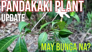 Pandakaki Plant UPDATE (Tabernaemontana pandacaqui) Philippine Native Plant