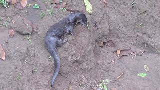 Lontra longicaudis | Nutria, perro de agua