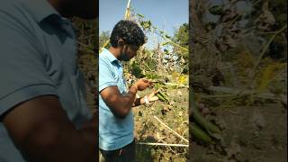 Harvesting fresh sponge gourd #nature #farming #spongegourd #shorts