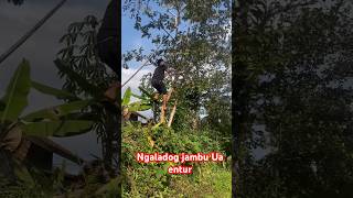 Mancing ikan #part13 #mancing #kawanlaladog #fishing #alam #sibolang #shortvideo #shorts #short