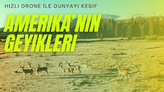 AMERİKA’DA DOĞAL PARKTAKİ GEYİKLER, ÇÖL YOLLARI (Drone Çekimleri)