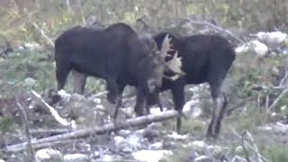 3 Bulls fighting for her while others watch them!! Moose Octagon lightweight in Northwestern Ontario