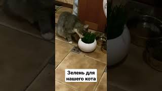 ЗЕЛЕНЬ ДЛЯ КОТА. Ну а что котам клетчатка нужна!