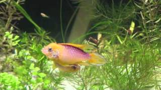 Apistogramma agassizii Fire.wmv