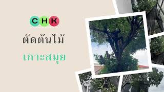 Tree Removal Services on Koh Samui by CHK Company บริการตัดต้นไม้ เกาะสมุย