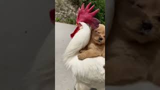 Cute Hen and Puppy walking #39