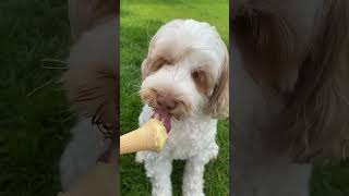 Dog eating ice cream on a hot day #dogs #puppy #dogactivity #cute #icecream #video  #shorts #hugo