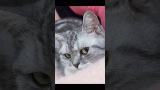 Katil najar Valli billi video by cat lovers video #cat #worldcat #lovelycat #catblogger #catsworld