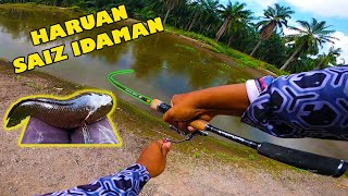 Casting Ikan Haruan/Gabus di Sawit!