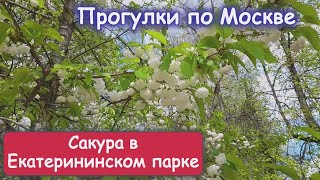 Зацвела сакура в Екатерининском парке. Прогулка в удовольствие