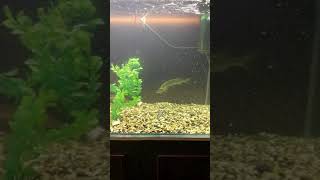 Кормление щуки в аквариуме/Feeding the pike in the aquarium