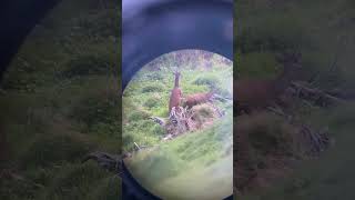 Fight🦌🆚🦌  #wildlife #nature #deer #mountains #dolomites #animals