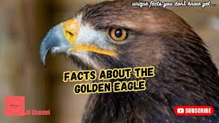 7 Incredible Details About the Golden Eagle, Unique facts you don't know yet…