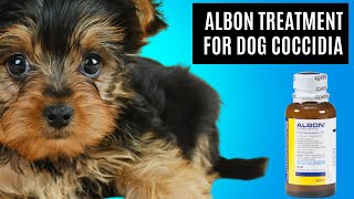 Albon For Treating Coccidia Infection In Dogs | Best Antibiotic For Dogs