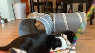 cat vlog 17 ~ Kittens play with collapsible tunnel