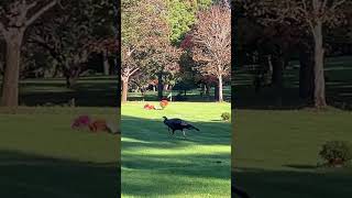 Don’t run from the lord! #funnyshorts #bird #viralshorts #viralvideo #running #fypシ゚viral