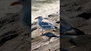 Seagull