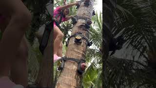 Aulia tunjuk bakat panjat pokok kelapa escape penang