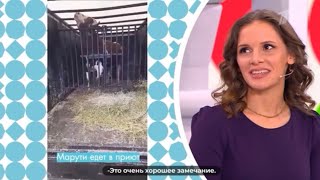 Мы со спасенными коровками и бычком на первом канале в программе "Видели видео?"