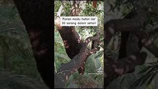 Panen madu hutan 30 sarang dalam sehari