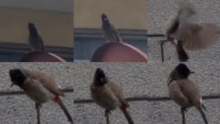 How does Red Vented Bulbul Sound?/ Indian Bulbul Call/ Bulbul Bird Voice/ Red Vented Bulbul singing