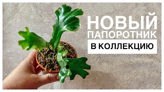 Маленькие радости цветовода | Новый папоротник | 24.08.2023г.