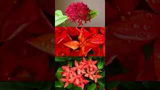 "The stunning beauty of ixora flowers" #beautiful #ixora #shorts