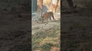 zoo tiger