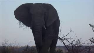 Elephants playfighting in Nambiti game reserve