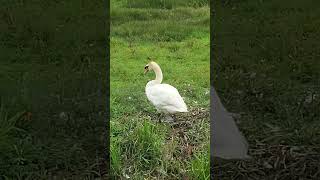 Swan with cygnets