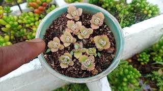 Tips to grow Mother of thousand plants