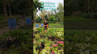 Evergreen Nursery in Mayur Vihar  #shorts #evergreennursery